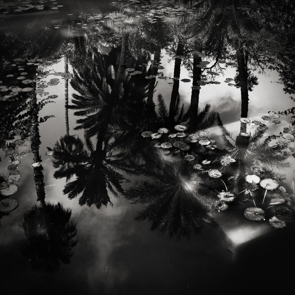 Oasis Dream