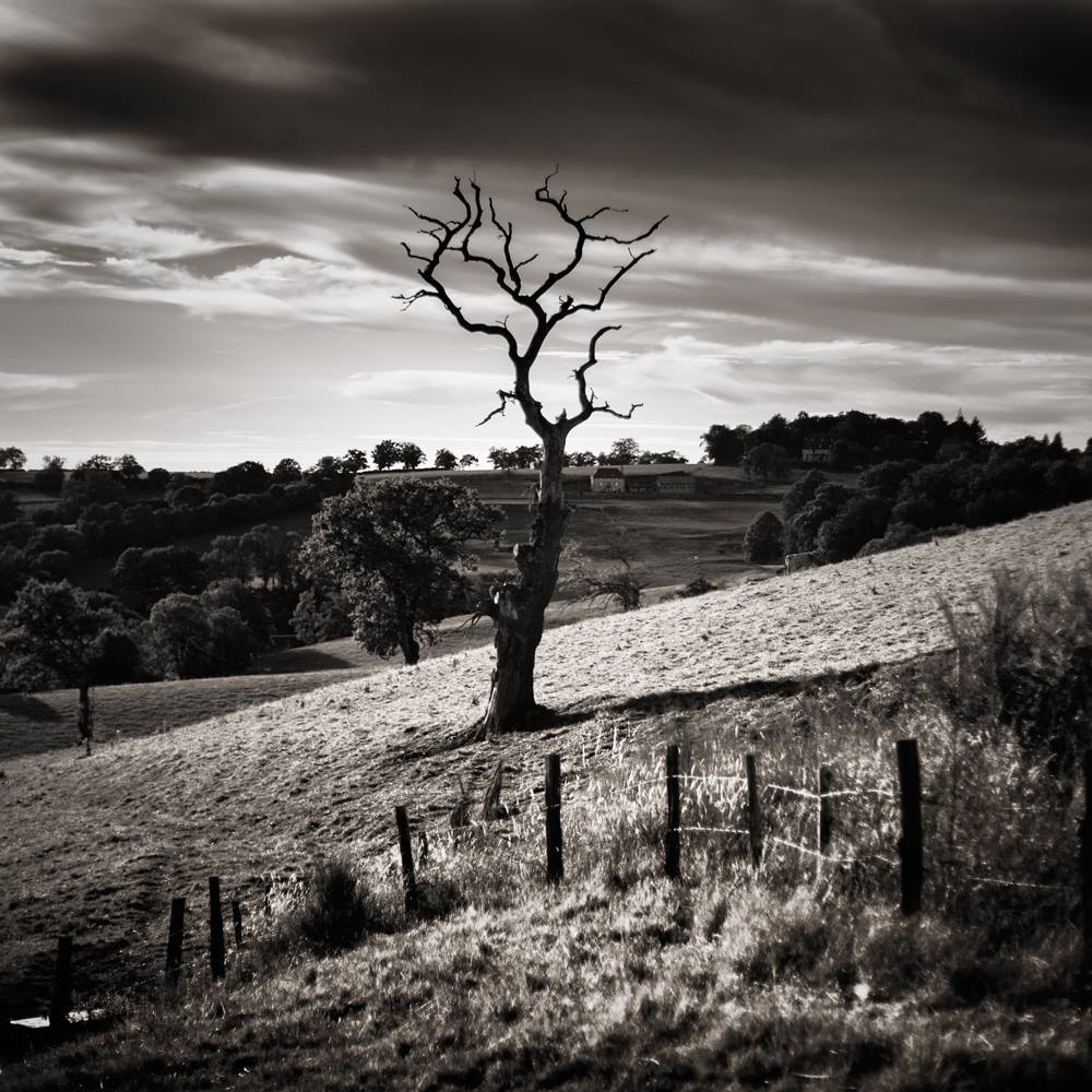 L'arbre mort est mort -Cantal / France