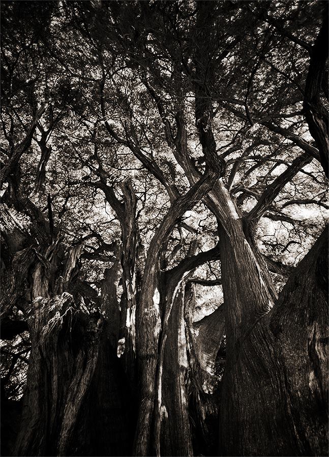 Arbol de tule - Mexique