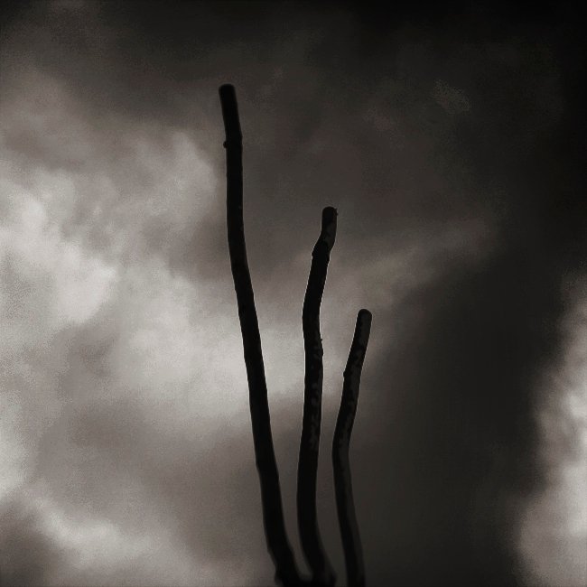 mad forest 2 - France