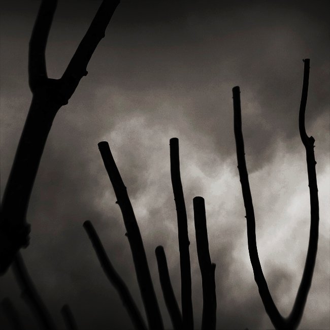 mad forest 1 - France