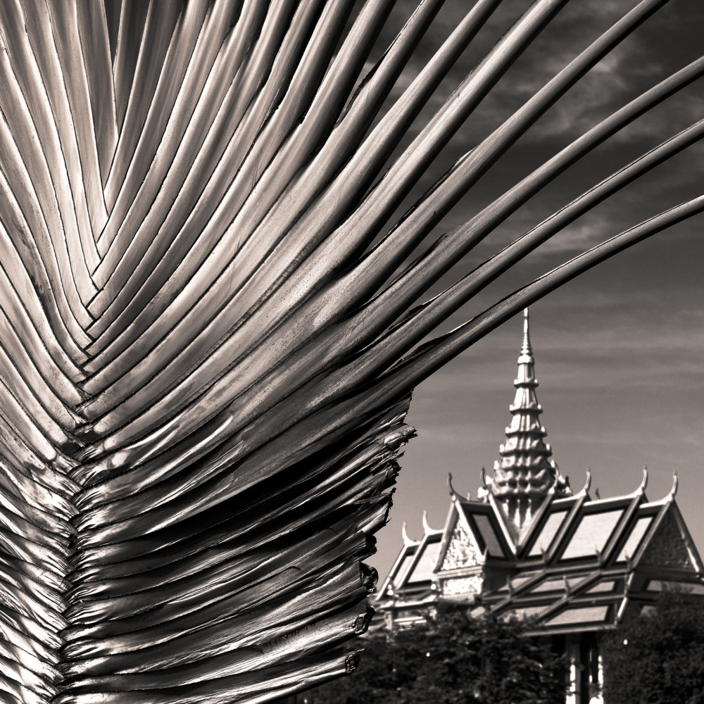 Arbre du voyageur - Cambodge